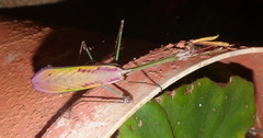 Hemiempusa capensis