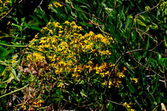 Senecio tamoides
