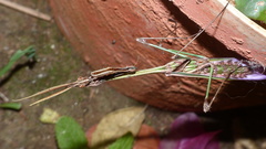 Hemiempusa capensis