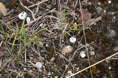Xerolenta obvia