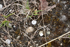 Xerolenta obvia