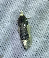 Henricus edwardsiana