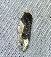 Henricus edwardsiana