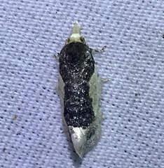 Henricus edwardsiana