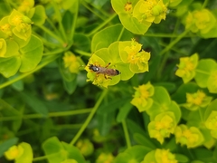 Ichneumon sarcitorius