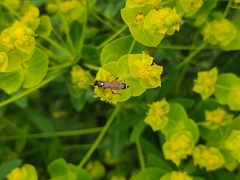 Ichneumon sarcitorius