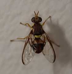 Bactrocera cacuminata