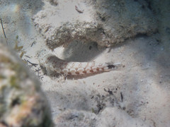 Parapercis millepunctata