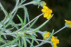 Melampodium linearilobum