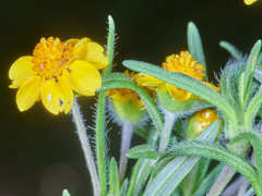 Melampodium linearilobum