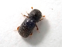 Xylosandrus germanus