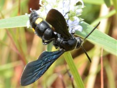 Laeviscolia frontalis