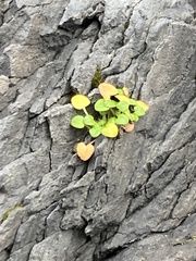 Cochlearia groenlandica