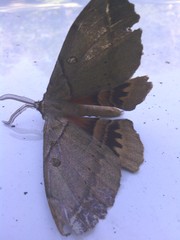 Chelepteryx chalepteryx