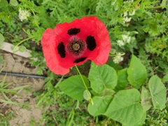 Papaver