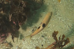 Parupeneus pleurostigma