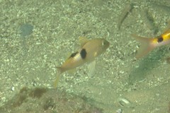 Parupeneus pleurostigma