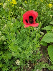 Papaver