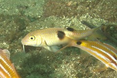 Parupeneus pleurostigma