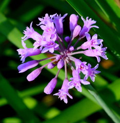 Tulbaghia simmleri