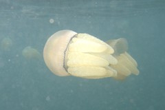 Dactyliophorae