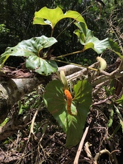 Anthurium brownii