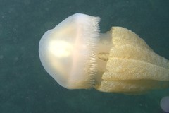 Dactyliophorae