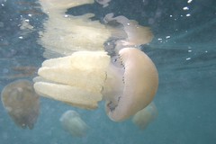 Dactyliophorae