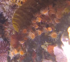 Isozoanthus capensis