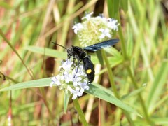 Laeviscolia frontalis