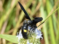 Laeviscolia frontalis