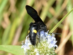 Laeviscolia frontalis