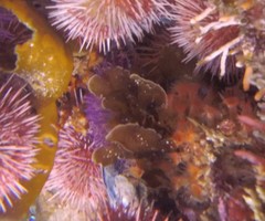 Exallosorus harveyanus