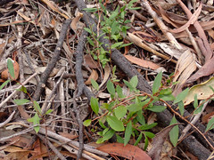 Billardiera cymosa