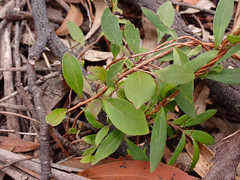 Billardiera cymosa