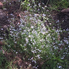 Galium trifidum columbianum