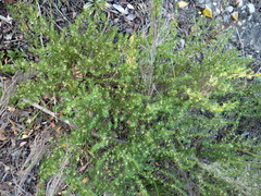 Cliffortia filifolia
