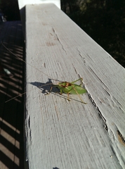 Paracyrtophyllus robustus