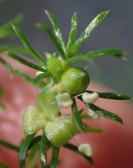 Cliffortia filifolia