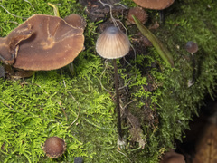 Mycena cystidiosa