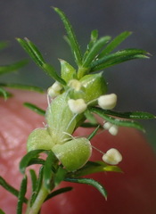 Cliffortia filifolia