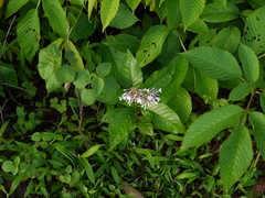 Rauvolfia serpentina
