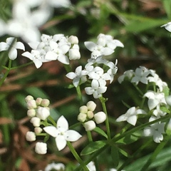Galium trifidum columbianum