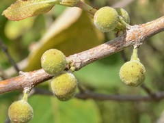 Ficus aculeata