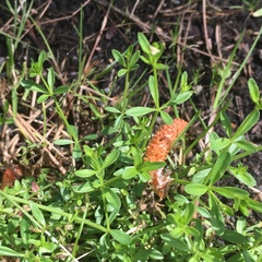 Galium trifidum columbianum