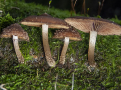 Psathyrella echinata