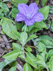 Ruellia hookeriana