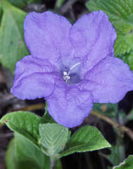 Ruellia hookeriana