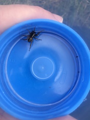 Alopecosa pulverulenta