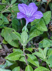 Ruellia hookeriana